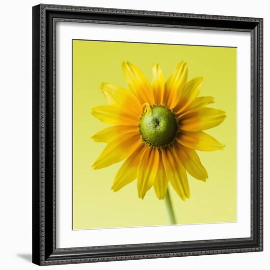 Black-eyed susan-Clive Nichols-Framed Photographic Print