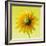 Black-eyed susan-Clive Nichols-Framed Photographic Print