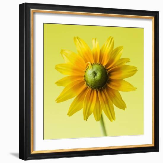 Black-eyed susan-Clive Nichols-Framed Photographic Print