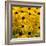 Black-Eyed Susan-Richard T. Nowitz-Framed Photographic Print