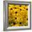 Black-Eyed Susan-Richard T. Nowitz-Framed Photographic Print