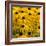 Black-Eyed Susan-Richard T. Nowitz-Framed Photographic Print