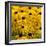 Black-Eyed Susan-Richard T. Nowitz-Framed Photographic Print