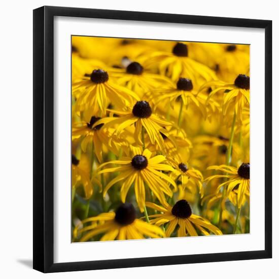 Black-Eyed Susan-Richard T. Nowitz-Framed Photographic Print