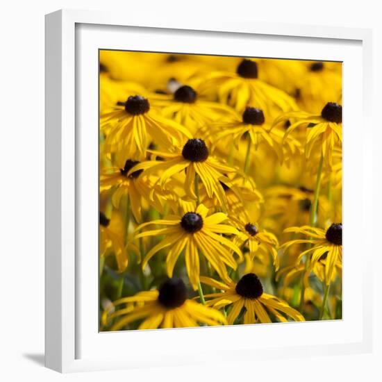 Black-Eyed Susan-Richard T. Nowitz-Framed Photographic Print