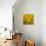 Black-Eyed Susan-Richard T. Nowitz-Mounted Photographic Print displayed on a wall