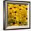 Black-Eyed Susan-Richard T. Nowitz-Framed Photographic Print