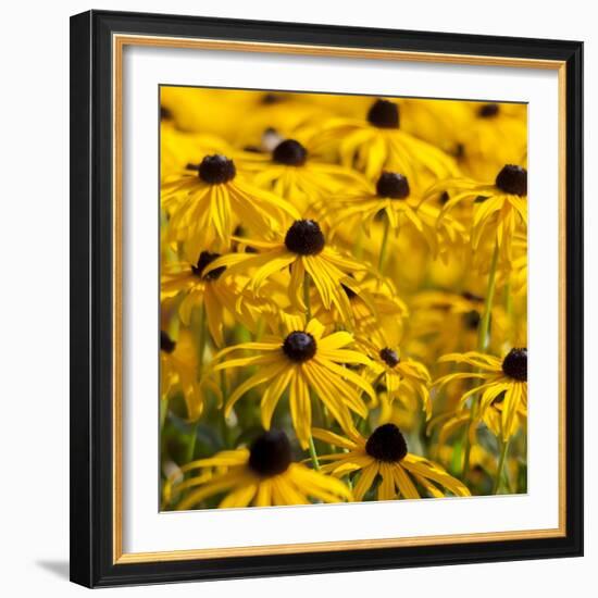 Black-Eyed Susan-Richard T. Nowitz-Framed Photographic Print