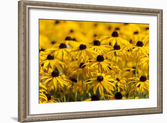 Black-Eyed Susan-Richard T. Nowitz-Framed Photographic Print