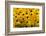 Black-Eyed Susan-Richard T. Nowitz-Framed Photographic Print