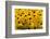 Black-Eyed Susan-Richard T. Nowitz-Framed Photographic Print