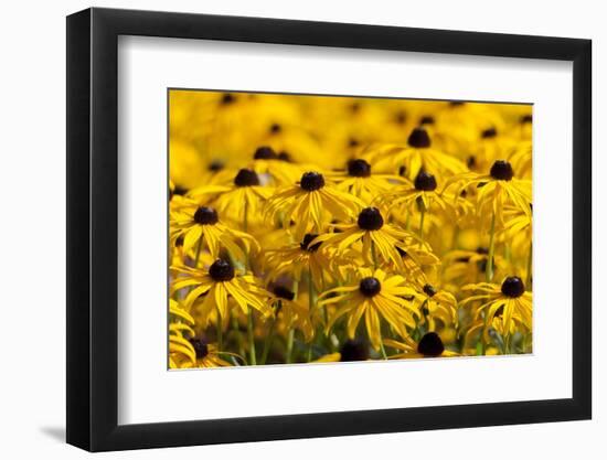 Black-Eyed Susan-Richard T. Nowitz-Framed Photographic Print