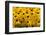 Black-Eyed Susan-Richard T. Nowitz-Framed Photographic Print