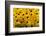 Black-Eyed Susan-Richard T. Nowitz-Framed Photographic Print