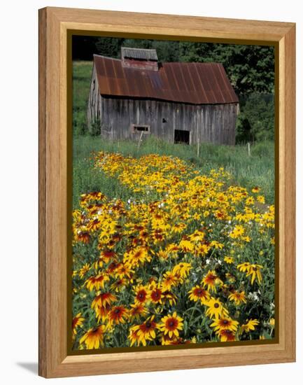 Black Eyed Susans and Barn, Vermont, USA-Darrell Gulin-Framed Premier Image Canvas