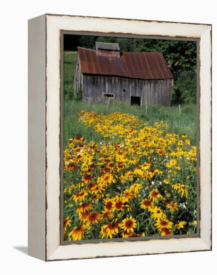 Black Eyed Susans and Barn, Vermont, USA-Darrell Gulin-Framed Premier Image Canvas