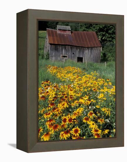 Black Eyed Susans and Barn, Vermont, USA-Darrell Gulin-Framed Premier Image Canvas