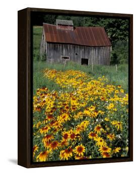 Black Eyed Susans and Barn, Vermont, USA-Darrell Gulin-Framed Premier Image Canvas