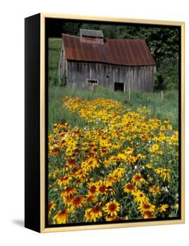 Black Eyed Susans and Barn, Vermont, USA-Darrell Gulin-Framed Premier Image Canvas