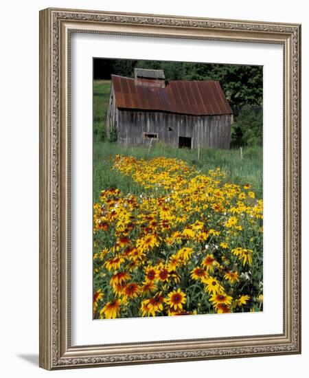 Black Eyed Susans and Barn, Vermont, USA-Darrell Gulin-Framed Photographic Print