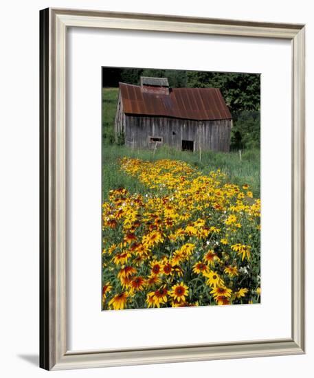 Black Eyed Susans and Barn, Vermont, USA-Darrell Gulin-Framed Photographic Print