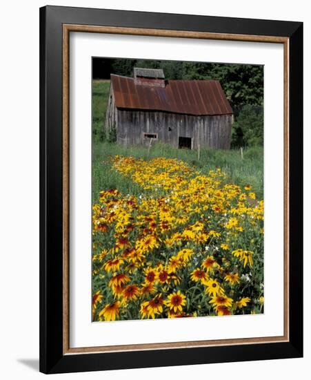 Black Eyed Susans and Barn, Vermont, USA-Darrell Gulin-Framed Photographic Print