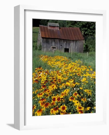 Black Eyed Susans and Barn, Vermont, USA-Darrell Gulin-Framed Photographic Print