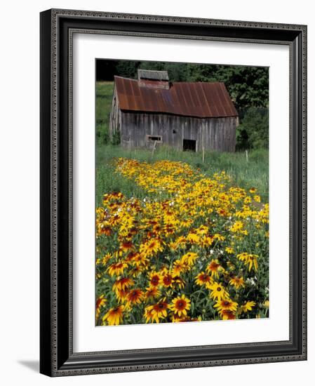 Black Eyed Susans and Barn, Vermont, USA-Darrell Gulin-Framed Photographic Print