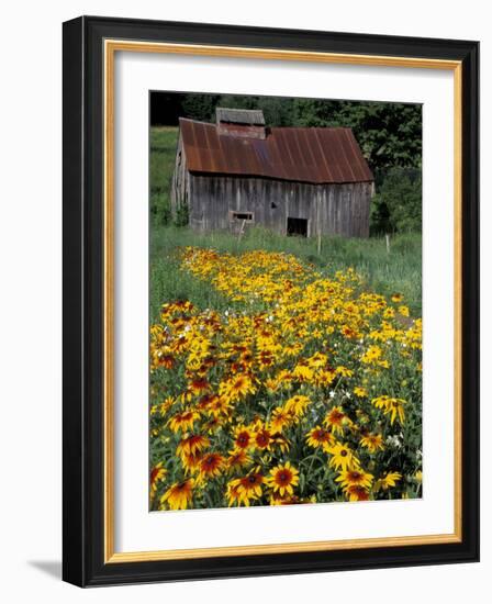 Black Eyed Susans and Barn, Vermont, USA-Darrell Gulin-Framed Photographic Print