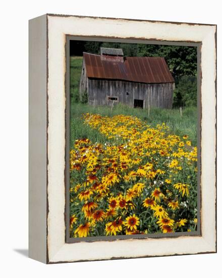 Black Eyed Susans and Barn, Vermont, USA-Darrell Gulin-Framed Premier Image Canvas