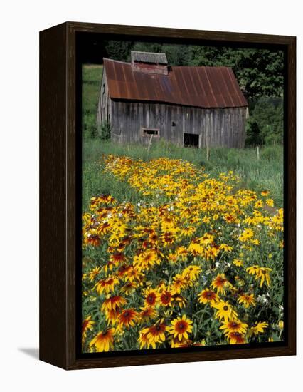 Black Eyed Susans and Barn, Vermont, USA-Darrell Gulin-Framed Premier Image Canvas