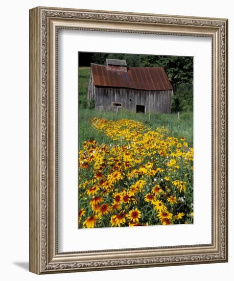 Black Eyed Susans and Barn, Vermont, USA-Darrell Gulin-Framed Premium Photographic Print