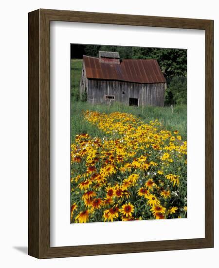 Black Eyed Susans and Barn, Vermont, USA-Darrell Gulin-Framed Premium Photographic Print