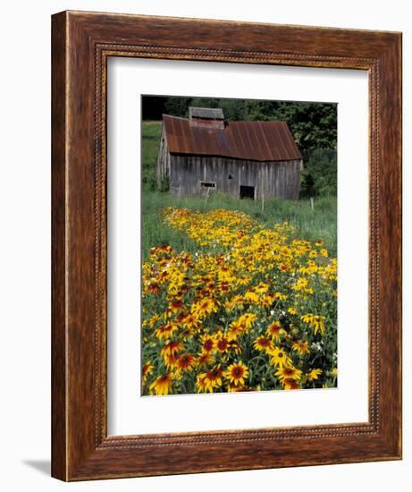 Black Eyed Susans and Barn, Vermont, USA-Darrell Gulin-Framed Premium Photographic Print