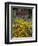 Black Eyed Susans and Barn, Vermont, USA-Darrell Gulin-Framed Premium Photographic Print