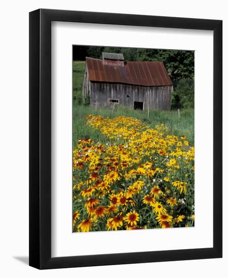 Black Eyed Susans and Barn, Vermont, USA-Darrell Gulin-Framed Premium Photographic Print