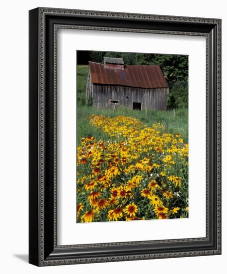 Black Eyed Susans and Barn, Vermont, USA-Darrell Gulin-Framed Premium Photographic Print