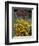 Black Eyed Susans and Barn, Vermont, USA-Darrell Gulin-Framed Photographic Print