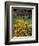 Black Eyed Susans and Barn, Vermont, USA-Darrell Gulin-Framed Photographic Print