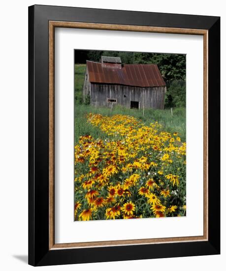 Black Eyed Susans and Barn, Vermont, USA-Darrell Gulin-Framed Photographic Print