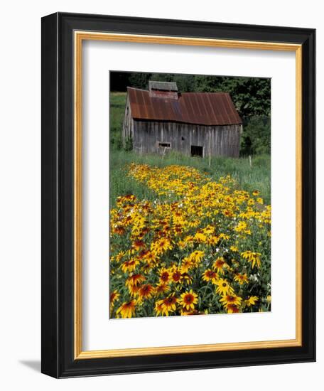 Black Eyed Susans and Barn, Vermont, USA-Darrell Gulin-Framed Photographic Print