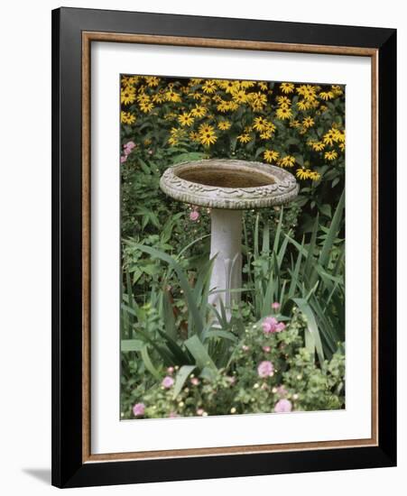 Black-Eyed Susans and Chrysanthemums-null-Framed Photographic Print