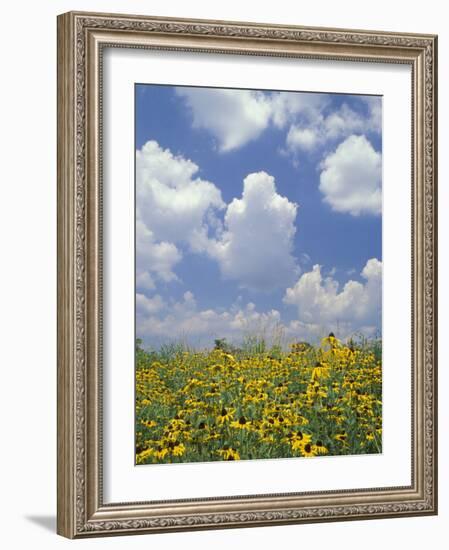 Black-Eyed Susans and Clouds, Oldham County, Kentucky, USA-Adam Jones-Framed Photographic Print