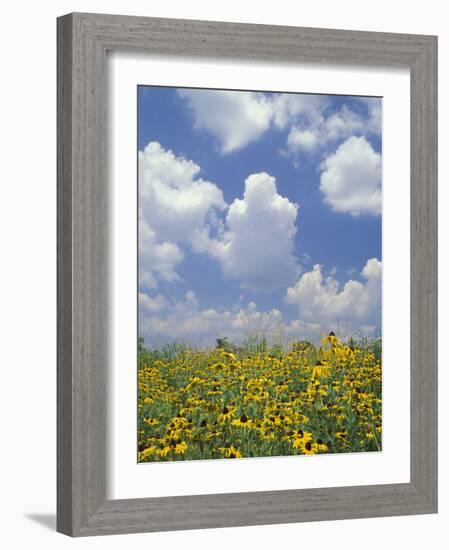 Black-Eyed Susans and Clouds, Oldham County, Kentucky, USA-Adam Jones-Framed Photographic Print