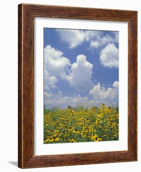 Black-Eyed Susans and Clouds, Oldham County, Kentucky, USA-Adam Jones-Framed Photographic Print