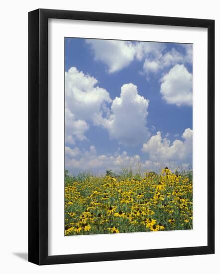 Black-Eyed Susans and Clouds, Oldham County, Kentucky, USA-Adam Jones-Framed Photographic Print