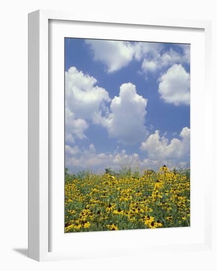 Black-Eyed Susans and Clouds, Oldham County, Kentucky, USA-Adam Jones-Framed Photographic Print