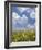 Black-Eyed Susans and Clouds, Oldham County, Kentucky, USA-Adam Jones-Framed Photographic Print