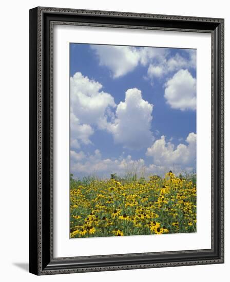 Black-Eyed Susans and Clouds, Oldham County, Kentucky, USA-Adam Jones-Framed Photographic Print