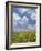 Black-Eyed Susans and Clouds, Oldham County, Kentucky, USA-Adam Jones-Framed Photographic Print